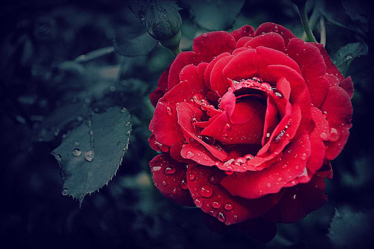 زهرة حمراء