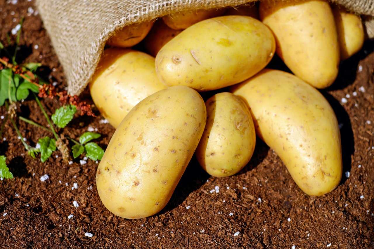 لافتة ارتفاع جبال الأنديز  كيفية زراعة البطاطا في المنزل بطريقة صحيحة تضمن نتائج مذهلة! • كماشة