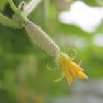 الخيار بداية نموّه