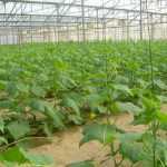 نباتات الخيار مزروعة