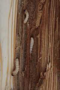 سوسة الأثاث علاج سوس الخشب