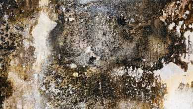 عفونة