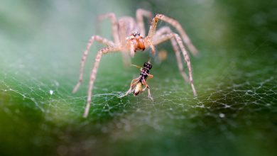 سبب وجود العناكب في المنزل