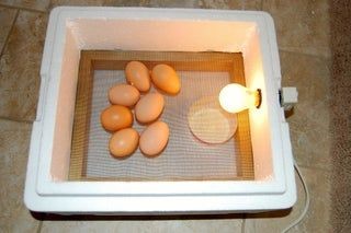 صنع فقاسة بيض منزلية