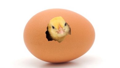 صنع فقاسة بيض منزلية